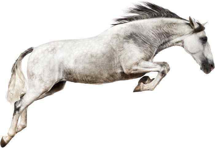 Jumping Horse