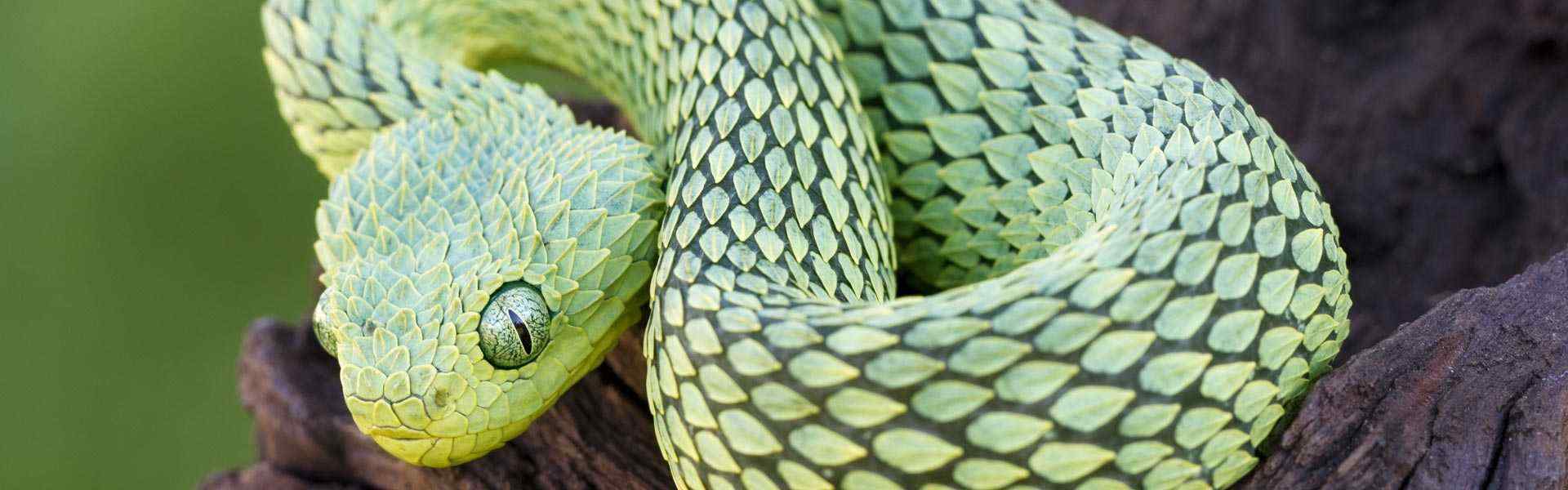 Northlands Website Example